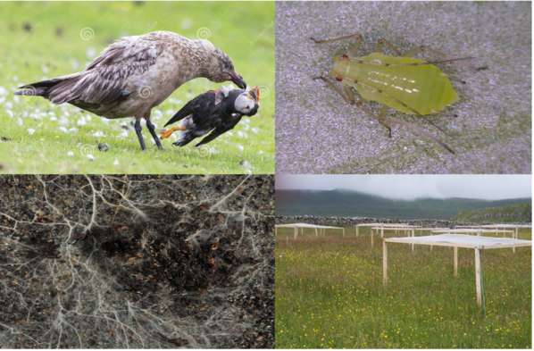 Four images (clockwise): one of a puffin being eaten by another bird, one of a green bug, one of a field with some tables in it and another with what looks like a web or roots.